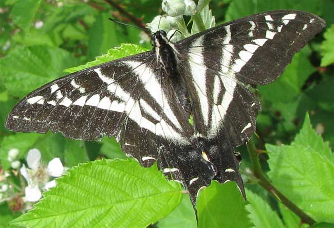 Pale Tiger Swallowtail, PTEROURUS EURYMEDON