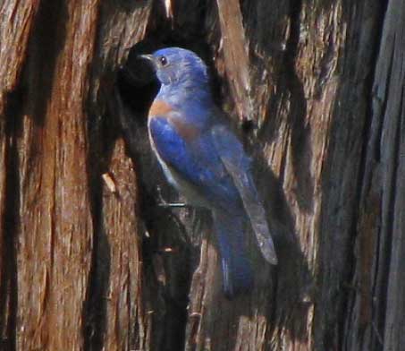 Western Bluebird, SIALIA MEXICANA,, male