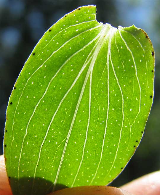 punctate glands in leaves of St. John's Wort, HYPERICUM PERFORATUM