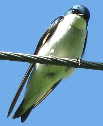 male Tree Swallow, TACHYCINETA BICOLOR
