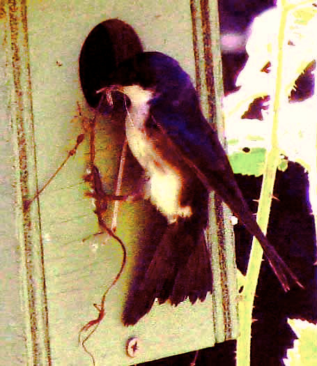 female Tree Swallow, TACHYCINETA BICOLOR