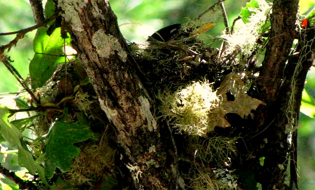 nesting American Robin, TURDUS MIGRATORIUS