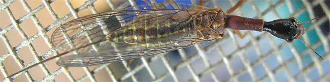 Snakefly, genus AGULLA