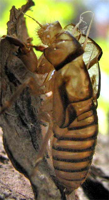 cicada "skin," or exoskeleton, or exuvia