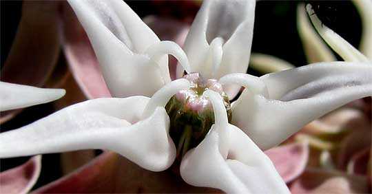 flower of Showy Milkweed, ASCLEPIAS SPECIOSA