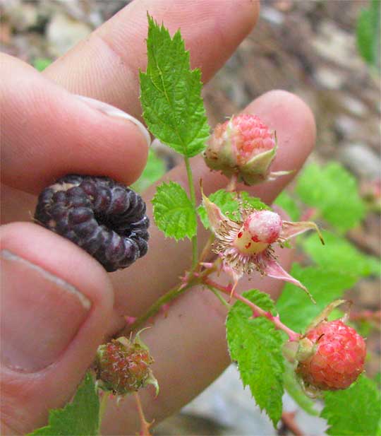 Blackcap Raspberry, RUBUS LEUCODERMIS