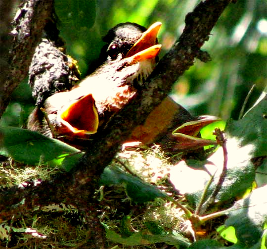 American Robin nestlings gaping, ventilating for cooling