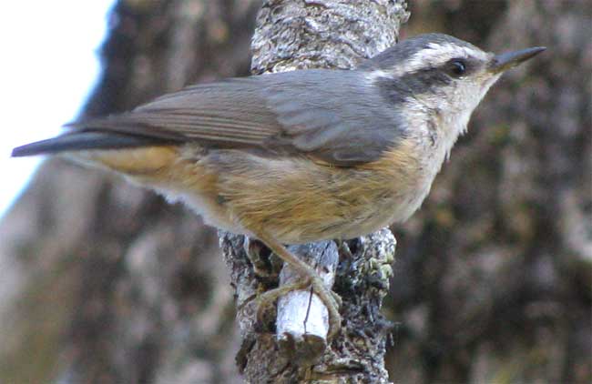 Red-breasted Nuthatch, SITTA CANADENSIS