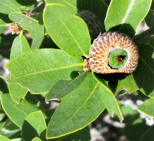 Huckleberry Oak, QUERCUS VACCINIFOLIA