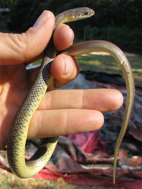 Western Yellow-bellied Racer, COLUBER CONSTRICTOR ssp. MORMON