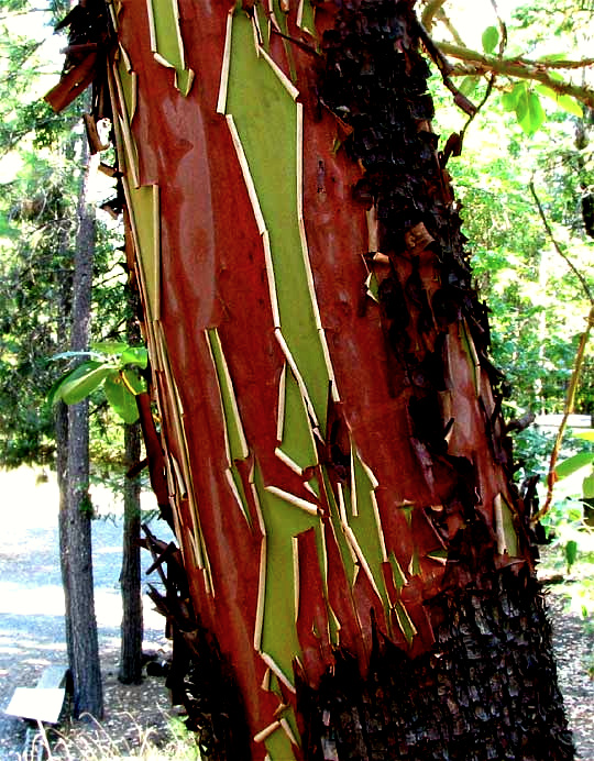 EXFOLIATING MADRONE TRUNK