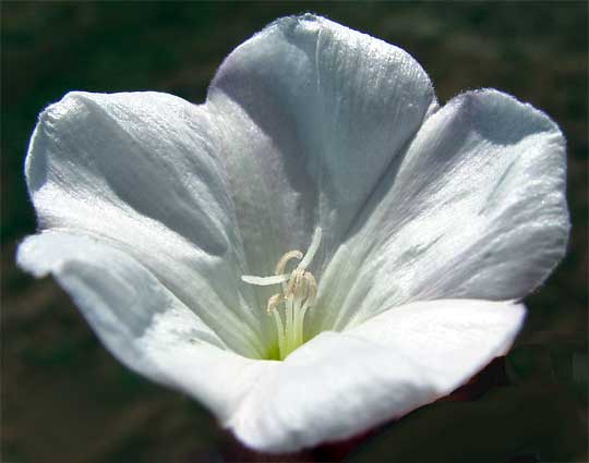 flower of Bindweed, CONVOLVULUS ARVENSIS
