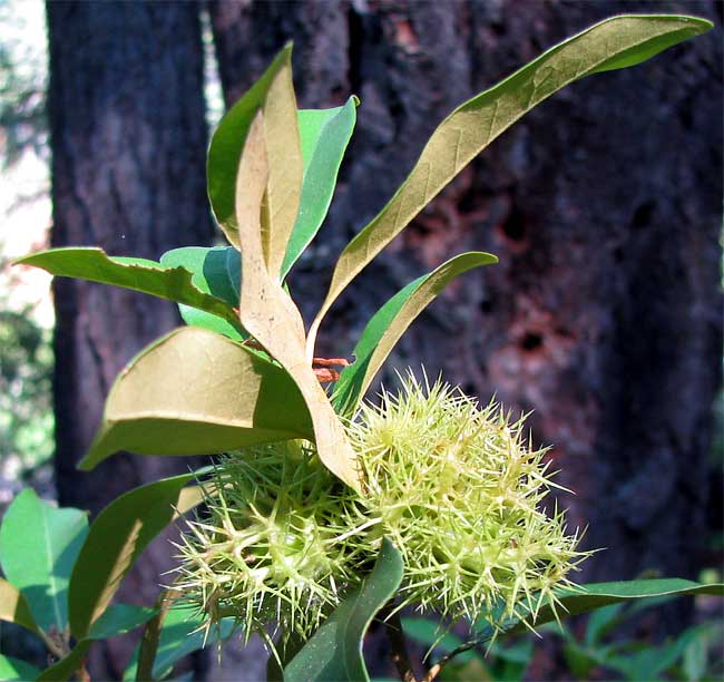 Bush Chinquapin, CHRYSOLEPIS SEMPERVIRENS, photographed near Crater Lake in Oregon