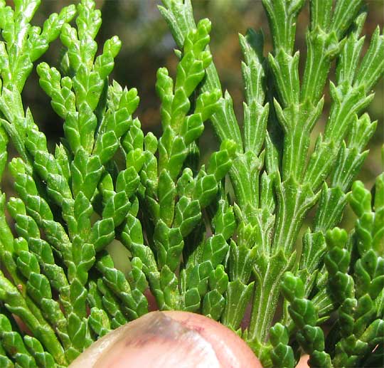 Port-Orford-Cedar, CHAMAECYPARIS LAWSONIANA, herbage compared to Incense-Cedar