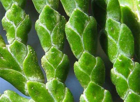Port-Orford-Cedar, CHAMAECYPARIS LAWSONIANA, scaly leaves