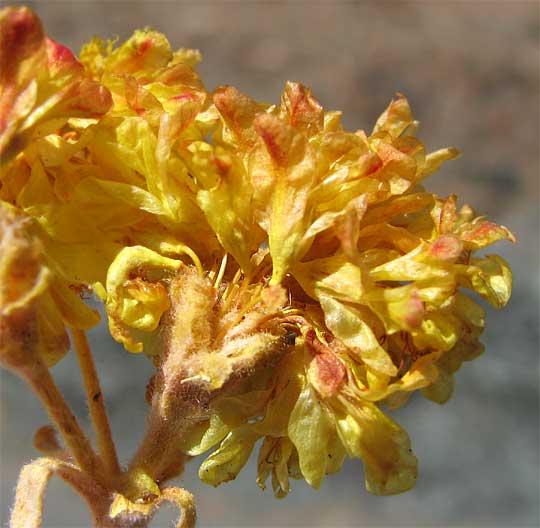 Sulphur Flower, ERIOGONUM UMBELLATUM, flowers