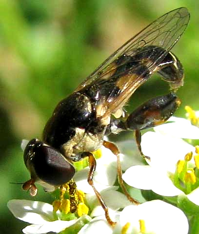 Thick-legged Hoverfly, SYRITTA PIPIENS