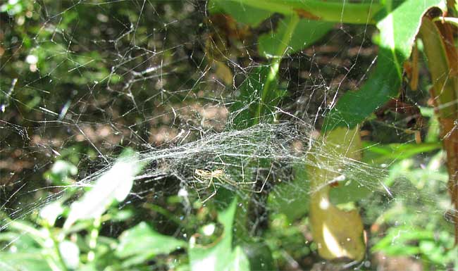 web of Sierra Dome Spider, NERIENE LITIGIOSA