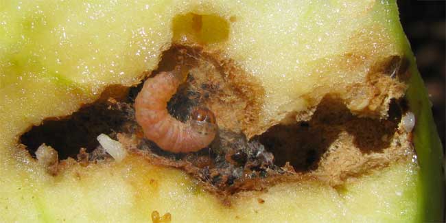 Codling Moth caterpillar (appel worm), CYDIA POMONELLA