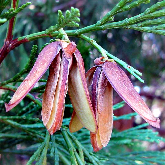 cones & seeds of California Incense-cedar, CALOCEDRUS DECURRENS