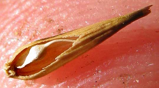 achene inside perigynium of Blister Sedge, CAREX VESICARIA