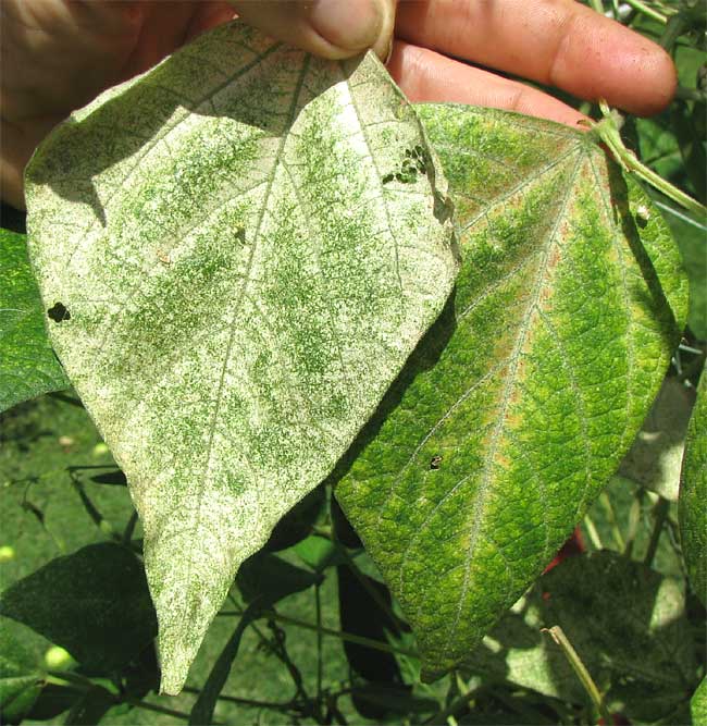 Snapbean leaf damage by Two-spotted Spider Mite, TETRANYCHUS URTICAE