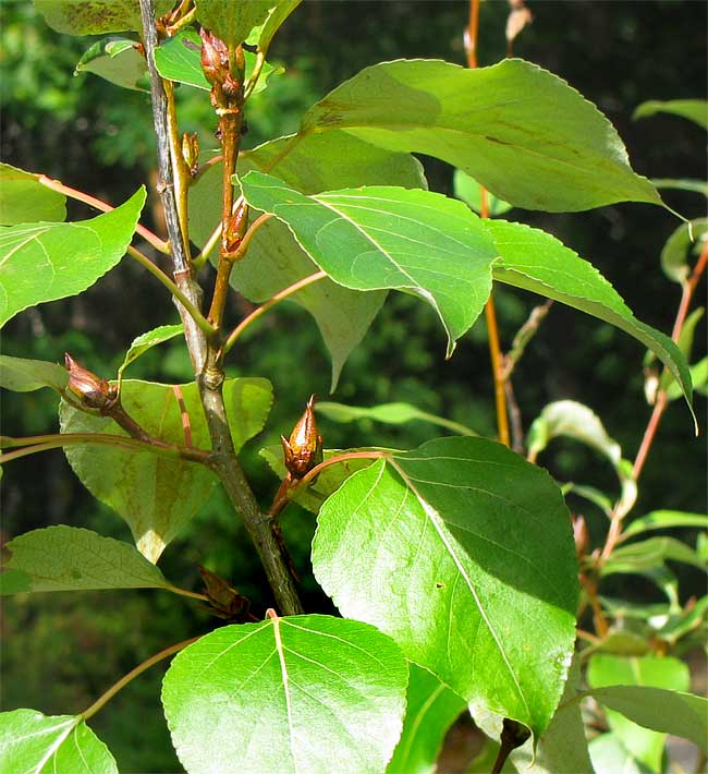 Black Cottonwood, POPULUS TRICHOCARPA