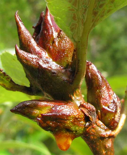 resinous buds of Black Cottonwood, POPULUS TRICHOCARPA