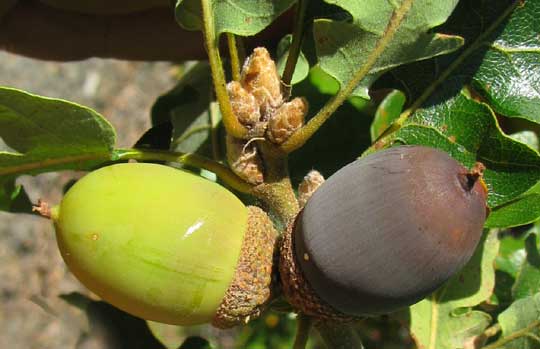 acorns of Oregon White Oak, QUERCUS GARRYANA