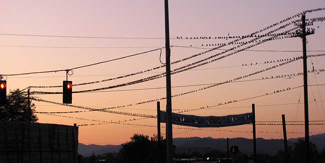 Starlings on Power Lines