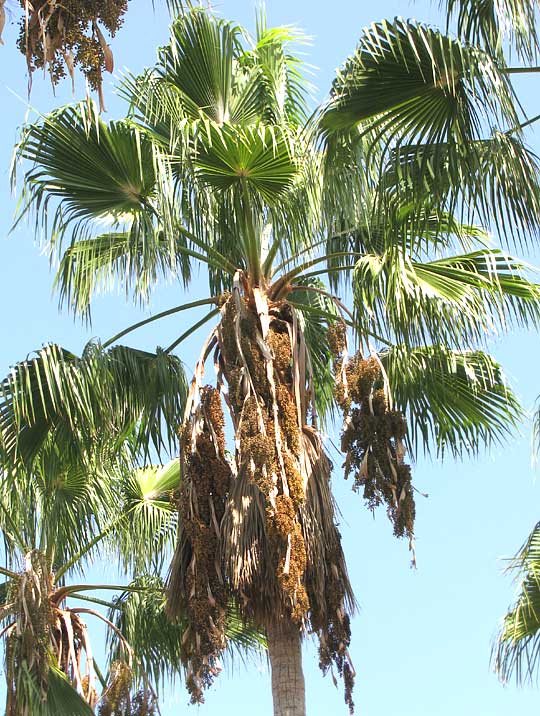 Washingtonia Fan Palms