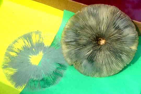spore print of Green-gilled Lepiota or Green-spored Parasol Mushroom, CHLOROPHYLLUM MOLYBITES
