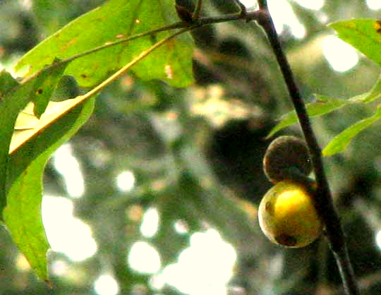 Acorn Plum Galls, caused by the gall wasp Amphibolips quercusjuglans