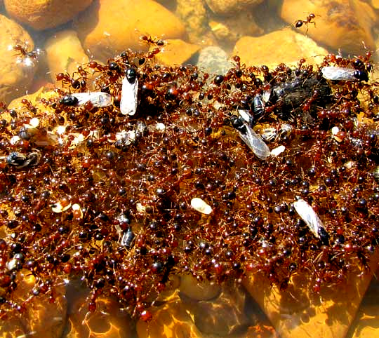 Red Imported Fire Ants, SOLENOPSIS INVICTA, forming body bridges atop water
