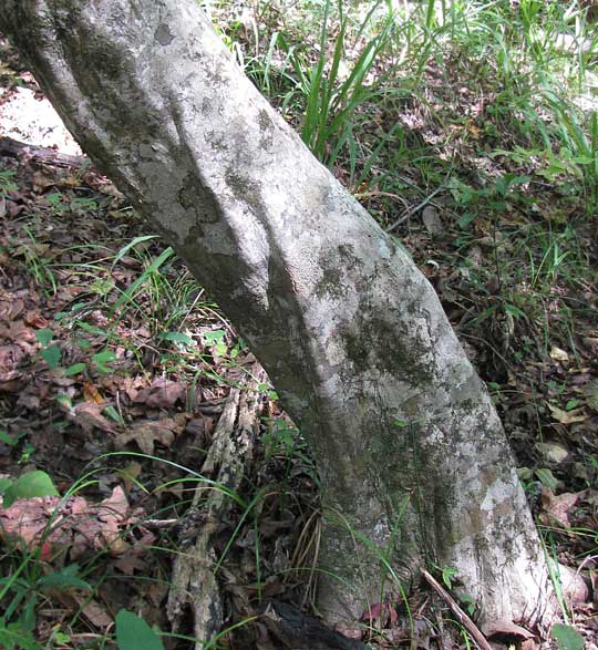 trunk of Hornbeam, Ironwood or Blue Beech: CARPINUS CAROLINIANA