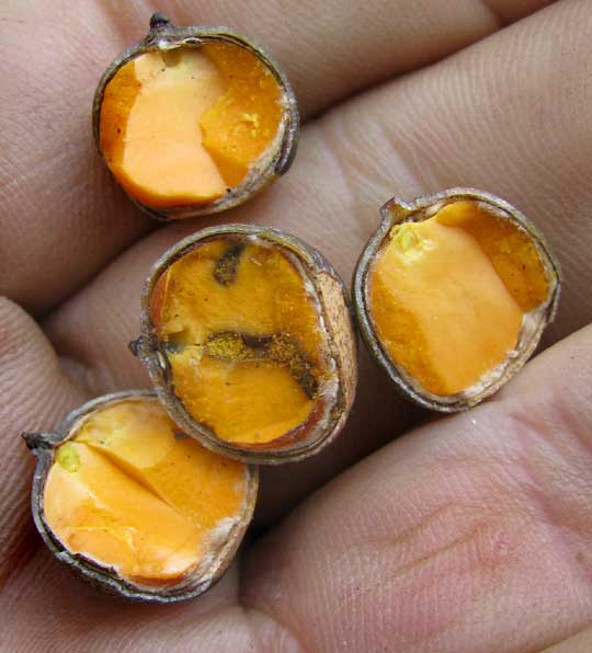 acorns of Black Oak, QUERCUS VELUTINA