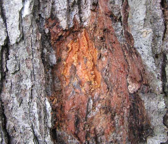 orange inner bark of Black Oak, QUERCUS VELUTINA