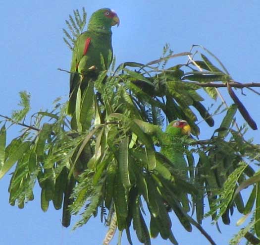 White-fronted Parrots, AMAZONA ALBIFRONS