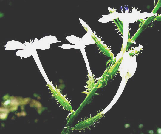 flowers of Leadwort, PLUMBAGO SCANDENS