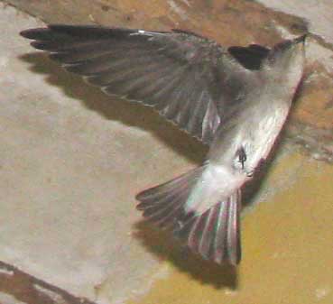 Ridgway's Rough-winged Swallow, STELGIDOPTERYX RIDGWAYI