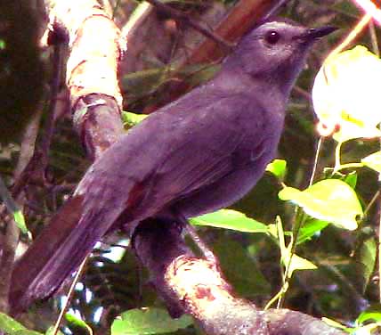 Gray Catbird, DUMETELLA CAROLINENSIS