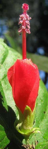 Tulipán or Turk's Turban, MALVAVISCUS ARBOREUS, flower