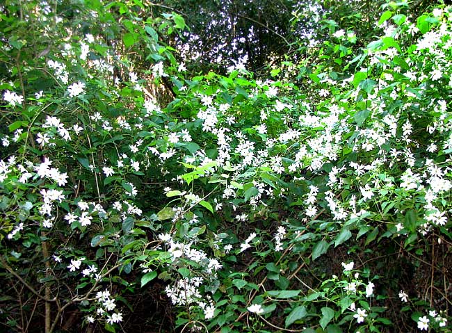 Tree Daisy or Yucatan Daisy, MONTANOA ATRIPLICIFOLIA
