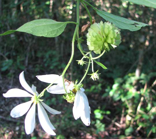 Tree Daisy or Yucatan Daisy, MONTANOA ATRIPLICIFOLIA