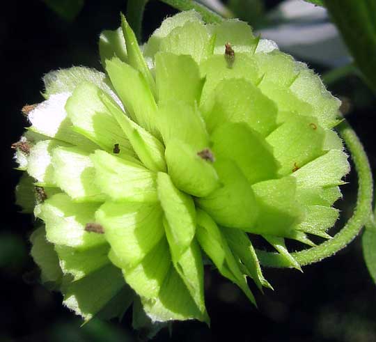 Tree Daisy or Yucatan Daisy, MONTANOA ATRIPLICIFOLIA, fruiting heads