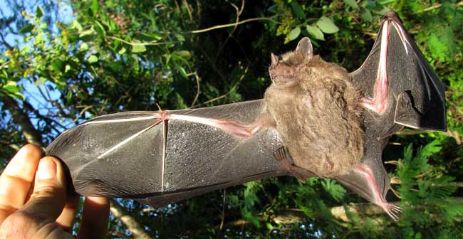 Jamaican Fruit Bat, ARTIBEUS JAMAICENSIS