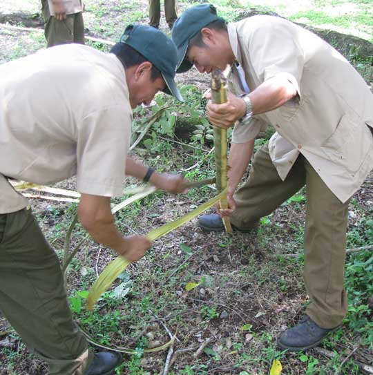 preparing stripped fiber from bark of Guazuma ulmifolia
