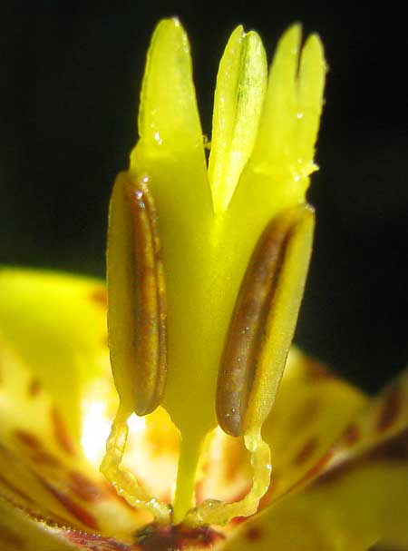 flower of Walking Iris or Toad-Cup, NEOMARICA LONGIFOLIA