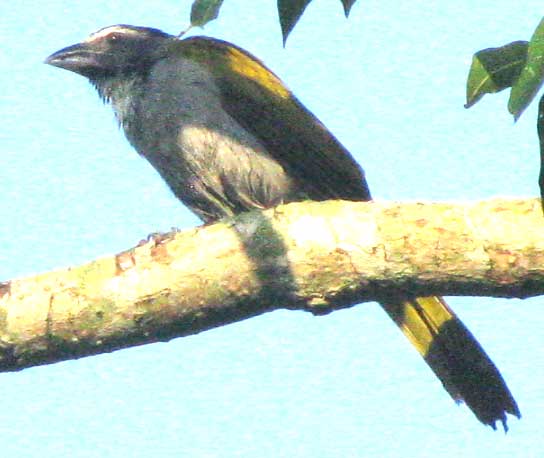 Black-headed Saltator, SALTATOR ATRICEPS, immature plumage