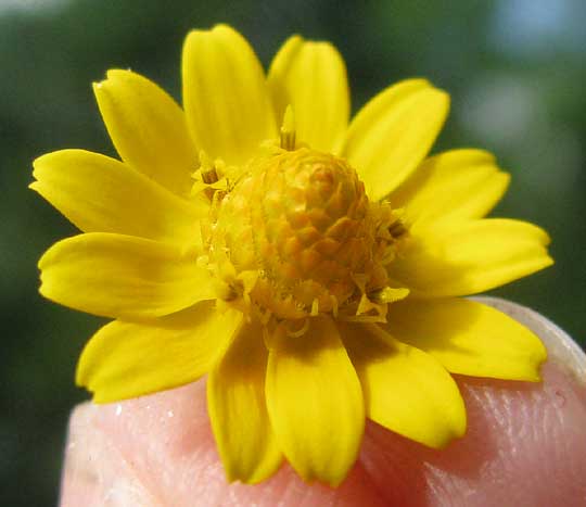 flower head of Butter Daisy, MELAMPODIUM DIVARICATUM